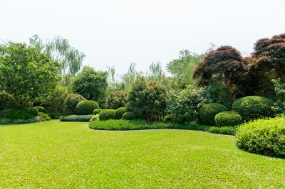 Lush and Healthy Lawn