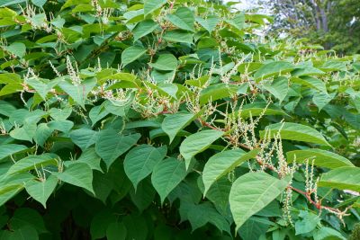 Knotweed Removal