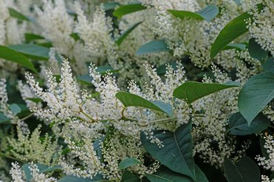 Knotweed Spreads Rapidly