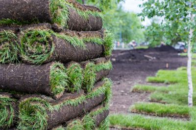 Avoid the Process of Seeding and Waiting for Grass