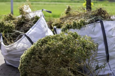 Shrub And Brush Removal