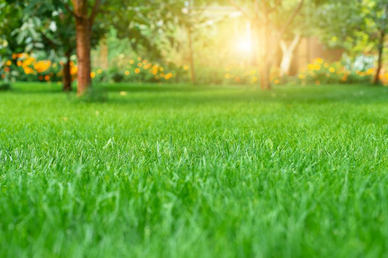Grass Repair
