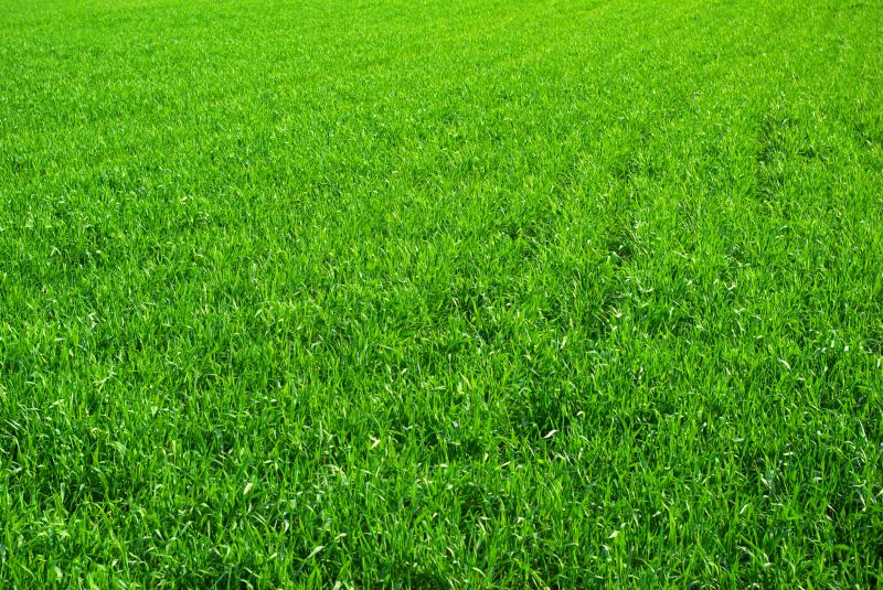 Professional Sod Laying Offers Quick Establishment!