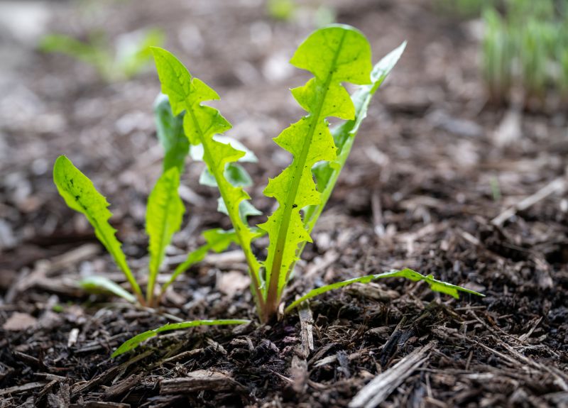 Weed Elimination