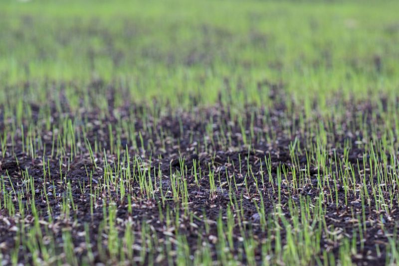 Grass Seeding