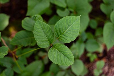 Poison Ivy Removal in Montgomery County, PA