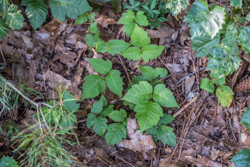 Poison Ivy Removal in Wilmington, DE