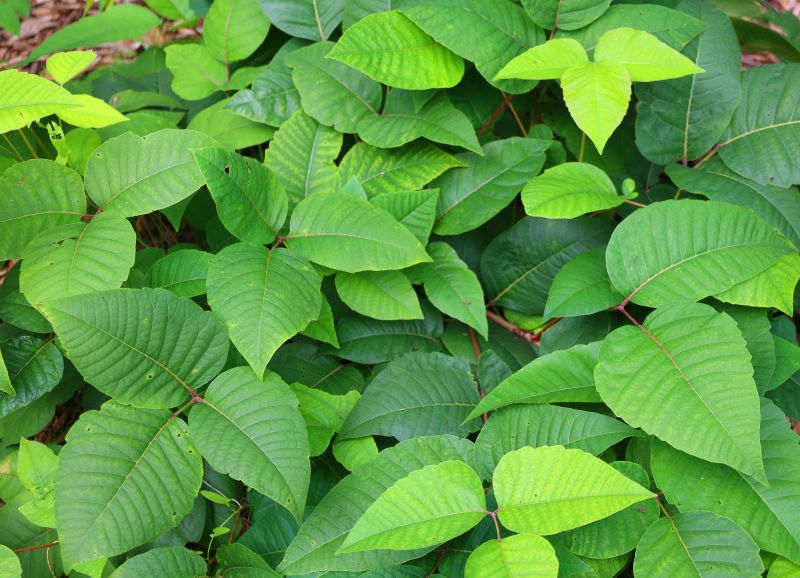 Poison Ivy Removal in Pottstown, PA
