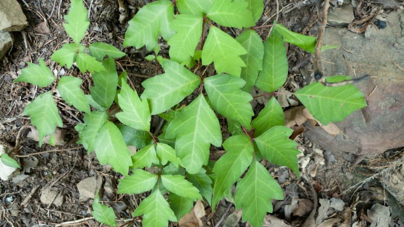 Poison Ivy Removal in West Chester, PA