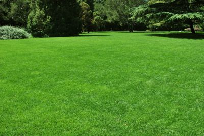 Revitalize a Tired and Patchy Lawn!