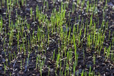 Grass Seeding Service in Honolulu, HI
