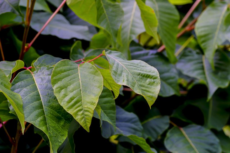 Hemlock Removal in Philadelphia, PA