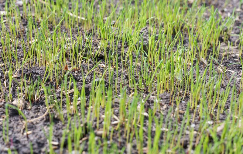 Lawn Seeding in Ventura County, CA
