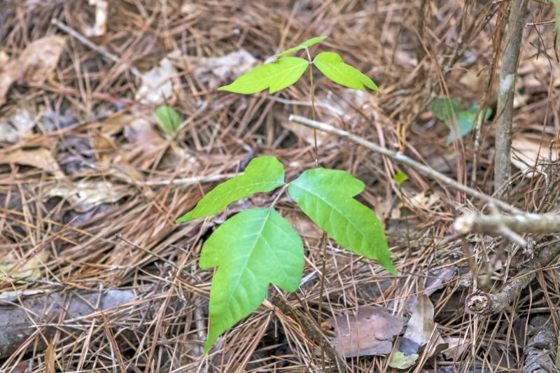Poison Ivy Removal in Bel Air, MD