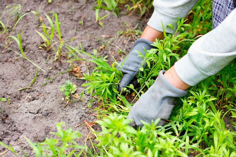 Poison Oak Removal in Philadelphia, PA