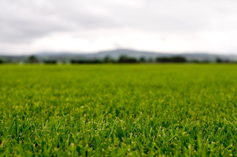 Spring Lawn Fertilizing in Ventura County, CA