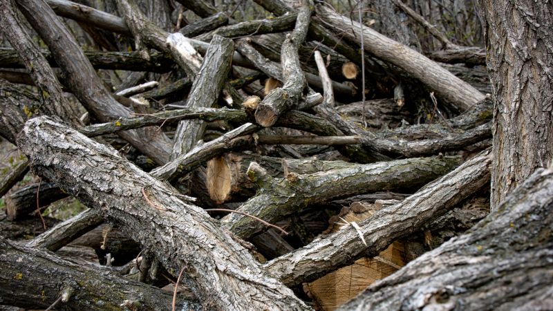 Wood Pile Removal in Honolulu, HI