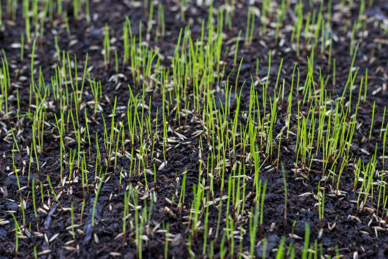 Yard Seeding in Honolulu, HI