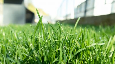 Yard Treatment Service in Honolulu, HI