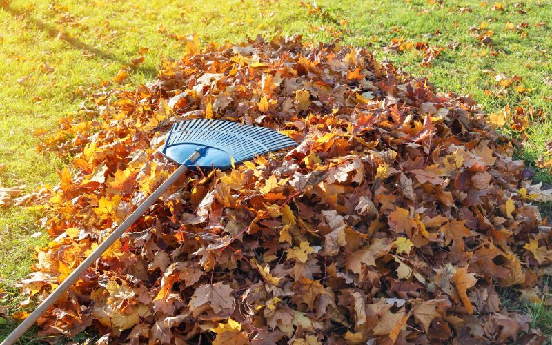 Leaf Removal