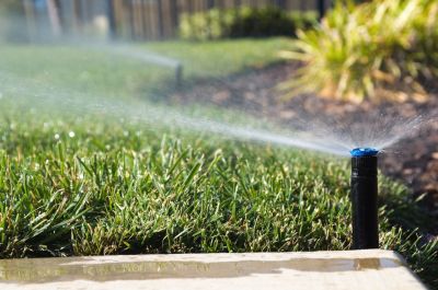 Lawn Health and Beauty!