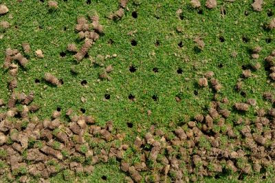 Reseeding and Aearation for Lawn Restoration!