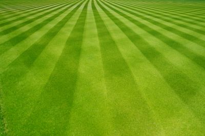 Professional Lawn Cutting Services Improve Your Lawn's Appearance!