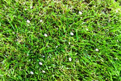 Fertilizing!