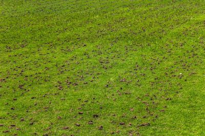 Aeration Lawn Treatment Service!