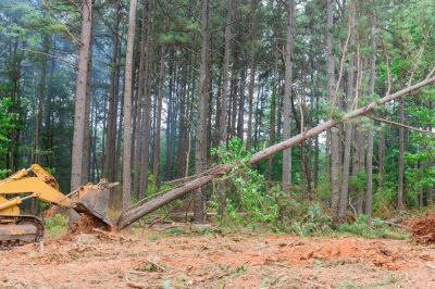 Tree Clearing And Removal