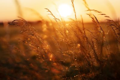 Avoid Safety Hazard Like Rocks and Holes By Getting Your Tall Grass Professionally Trimmed!