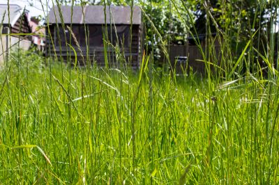 Give Your Property a Well Manicured and Well maintained Appearance With Professional Tall Grass Trimming!