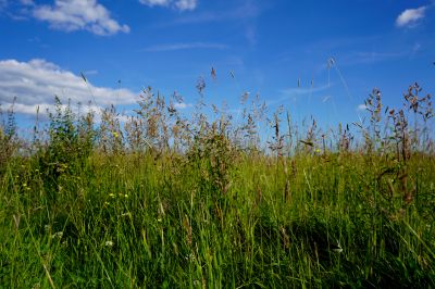 Prevent Fire Hazards By Getting Professional Tall Grass Trimming!