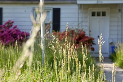 Tall Grass Trimming Service is Available To Homes and Businesses Alike!