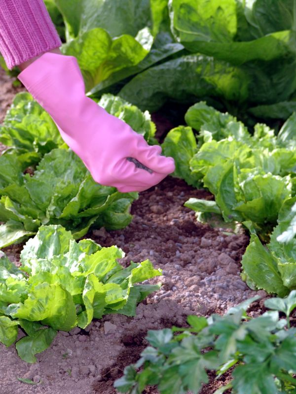 Promotes healthy plant growth