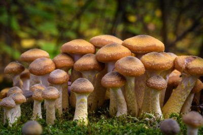 Fungus Removal