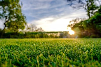 Grass Maintenance
