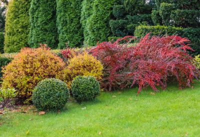 Shrub Planting
