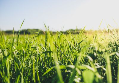 Tall Grass Cutting